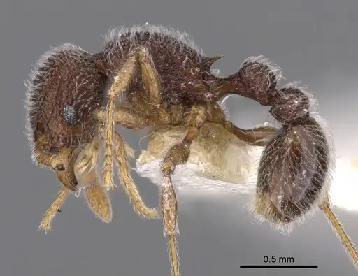 Tetramorium pnyxis specimen CASENT0901061 image casent0901061_3