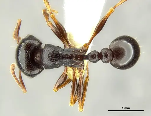 Tetramorium pogonion specimen CASENT0764599 image casent0764599_1