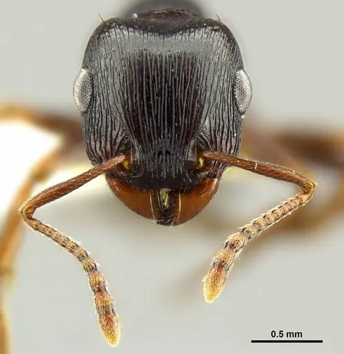 Tetramorium pogonion specimen CASENT0764599 image casent0764599_2
