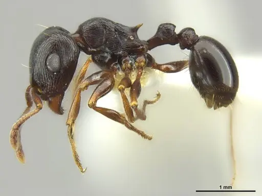 Tetramorium pogonion specimen CASENT0764599 image casent0764599_3