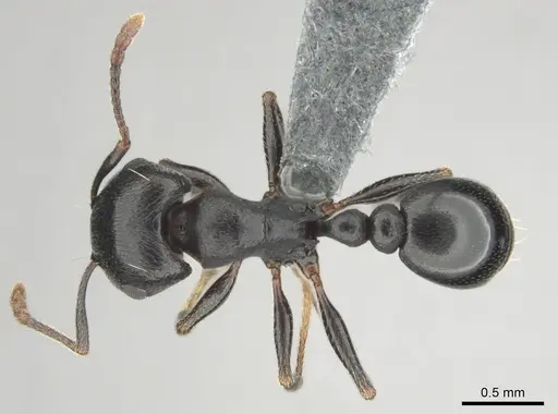 Tetramorium pogonion specimen CASENT0818930 image casent0818930_1