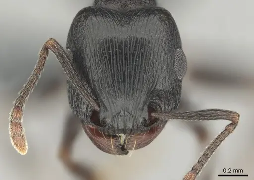 Tetramorium pogonion specimen CASENT0818930 image casent0818930_2