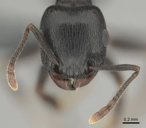 Tetramorium pogonion specimen CASENT0818930 image casent0818930_3