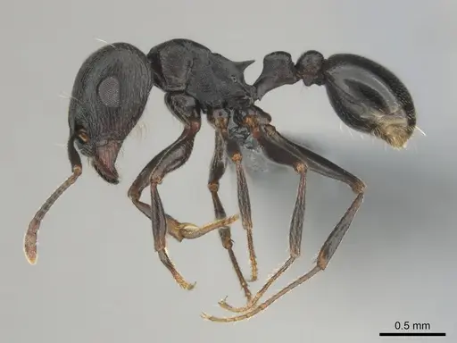 Tetramorium pogonion specimen CASENT0818930 image casent0818930_4