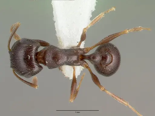 Tetramorium pogonion specimen CASTYPE13390 image castype13390_1