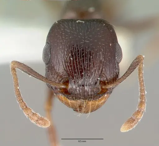 Tetramorium pogonion specimen CASTYPE13390 image castype13390_2