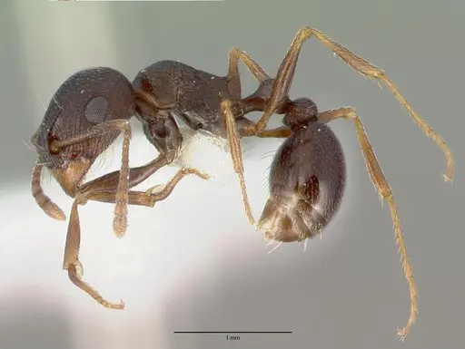 Tetramorium pogonion specimen CASTYPE13390 image castype13390_3