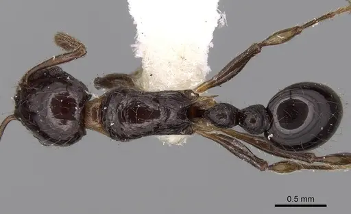 Tetramorium politum specimen CASENT0280888 image casent0280888_1