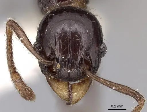 Tetramorium politum specimen CASENT0280888 image casent0280888_2