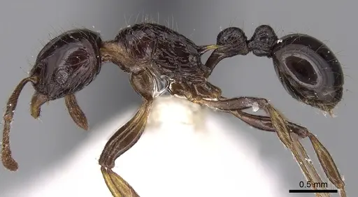 Tetramorium politum specimen CASENT0280888 image casent0280888_3