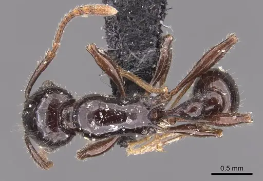 Tetramorium politum specimen CASENT0905779 image casent0905779_1
