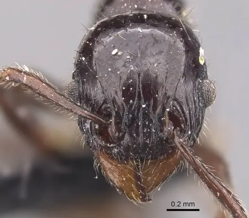 Tetramorium politum specimen CASENT0905779 image casent0905779_2