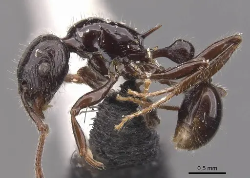 Tetramorium politum specimen CASENT0905779 image casent0905779_3