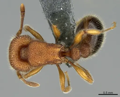 Tetramorium polymorphum specimen CASENT0284479 image casent0284479_1
