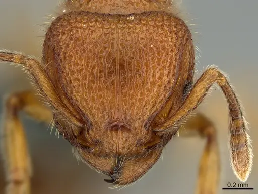 Tetramorium polymorphum specimen CASENT0284479 image casent0284479_2