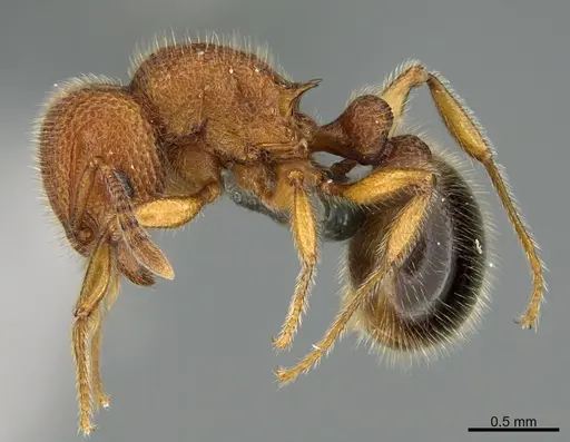 Tetramorium polymorphum specimen CASENT0284479 image casent0284479_3