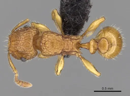 Tetramorium popell specimen CASENT0016867 image casent0016867_1