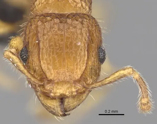 Tetramorium popell specimen CASENT0016867 image casent0016867_2