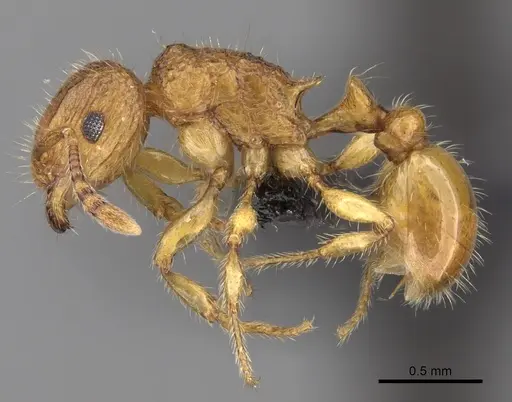Tetramorium popell specimen CASENT0016867 image casent0016867_3