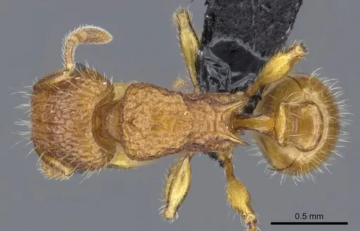 Tetramorium popell specimen CASENT0016870 image casent0016870_1