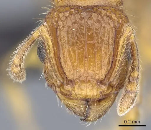 Tetramorium popell specimen CASENT0016870 image casent0016870_2