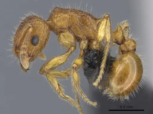 Tetramorium popell specimen CASENT0016870 image casent0016870_3
