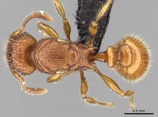 Tetramorium popell specimen CASENT0017505 image casent0017505_1