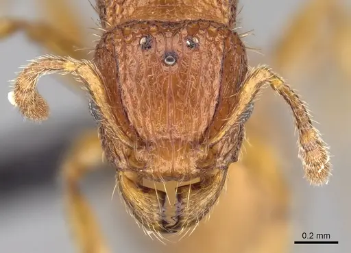 Tetramorium popell specimen CASENT0017505 image casent0017505_2