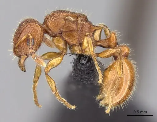 Tetramorium popell specimen CASENT0017505 image casent0017505_3
