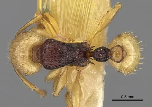 Tetramorium postpetiolatum specimen CASENT0280912 image casent0280912_1