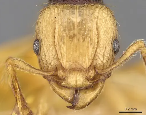 Tetramorium postpetiolatum specimen CASENT0280912 image casent0280912_2