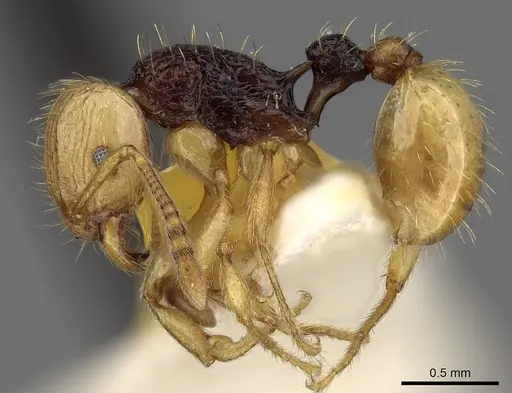 Tetramorium postpetiolatum specimen CASENT0280912 image casent0280912_3