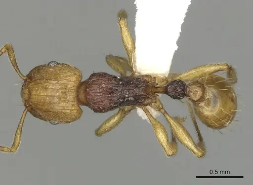 Tetramorium postpetiolatum specimen CASENT0316982 image casent0316982_1