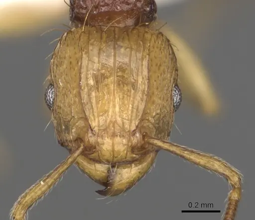Tetramorium postpetiolatum specimen CASENT0316982 image casent0316982_2