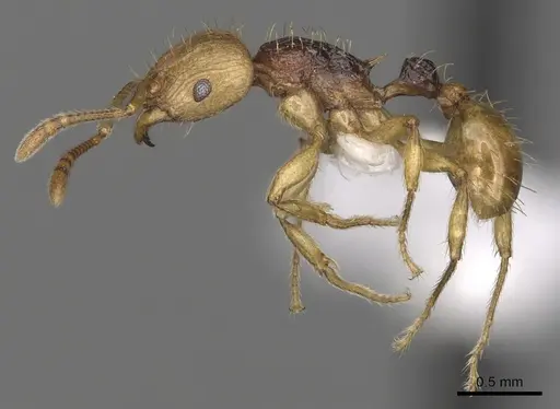 Tetramorium postpetiolatum specimen CASENT0316982 image casent0316982_3