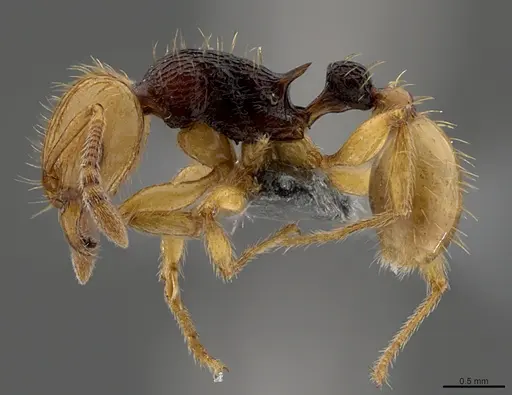Tetramorium postpetiolatum specimen CASENT0363842 image casent0363842_1