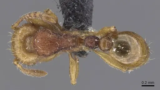 Tetramorium postpetiolatum specimen CASENT0915039 image casent0915039_1