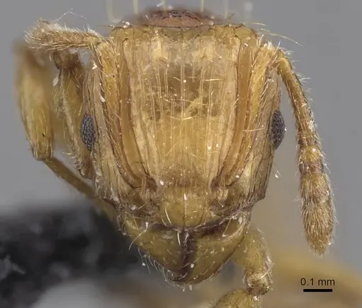 Tetramorium postpetiolatum specimen CASENT0915039 image casent0915039_2
