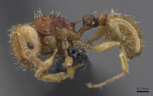 Tetramorium postpetiolatum specimen CASENT0915039 image casent0915039_3