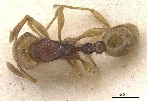 Tetramorium postpetiolatum specimen RMCAENT000017790 image rmcaent000017790_1