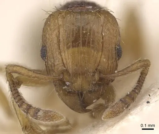 Tetramorium postpetiolatum specimen RMCAENT000017790 image rmcaent000017790_2