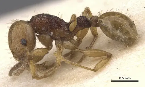 Tetramorium postpetiolatum specimen RMCAENT000017790 image rmcaent000017790_3
