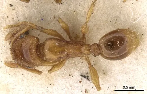 Tetramorium poweri specimen CASENT0280861 image casent0280861_1