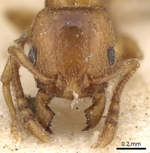 Tetramorium poweri specimen CASENT0280861 image casent0280861_2