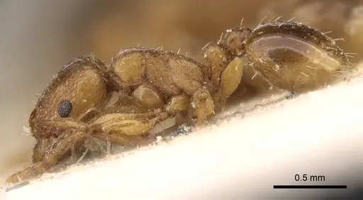 Tetramorium poweri specimen CASENT0280861 image casent0280861_3