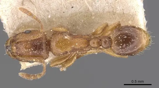 Tetramorium poweri specimen CASENT0909112 image casent0909112_1