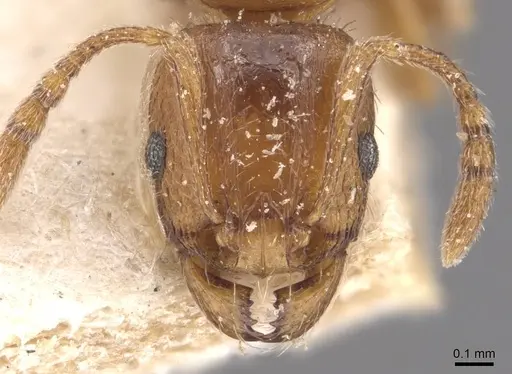 Tetramorium poweri specimen CASENT0909112 image casent0909112_2