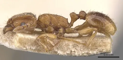 Tetramorium poweri specimen CASENT0909112 image casent0909112_3