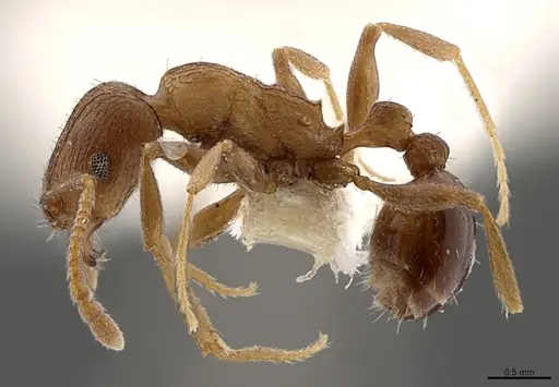 Tetramorium praetextum specimen CASENT0845484 image casent0845484_1