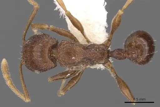 Tetramorium praetextum specimen CASENT0901195 image casent0901195_1